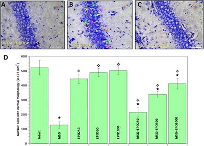 The Recombinant Human Erythropoietin Administered in Neonatal Rats After Excitotoxic Damage Induces Molecular Changes in the Hippocampus